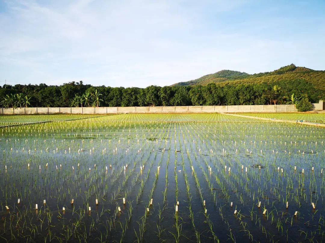 东富138水稻品种图片