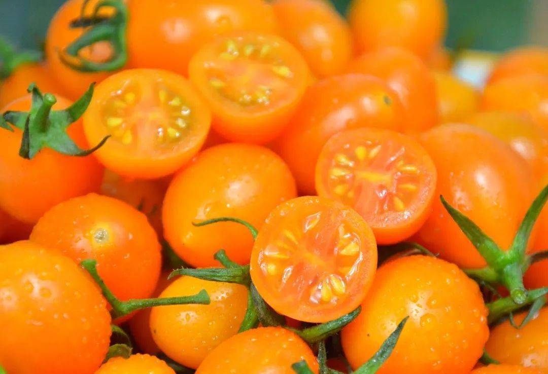 露天种植黄金圣女果29.9/箱!