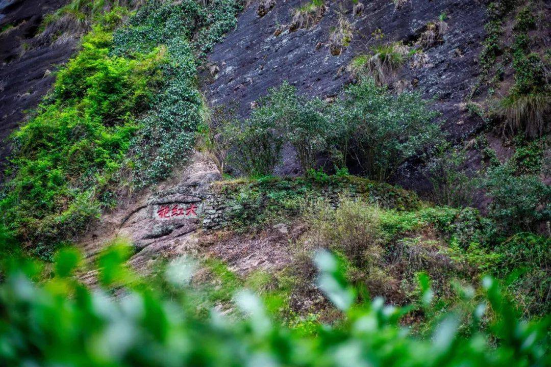 在这里可以遇见"天下第一"的大红袍,因为母树大红袍就生在于此