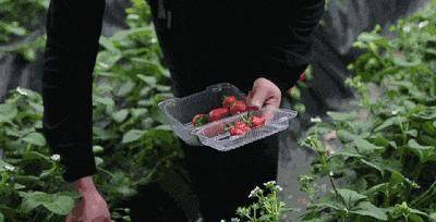 打“激素”的草莓怎么辨别？老果农：一眼就看出来，别再瞎花钱了