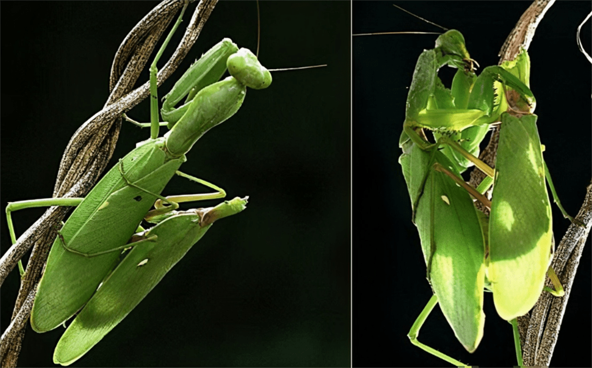 双刀螳螂进化图片