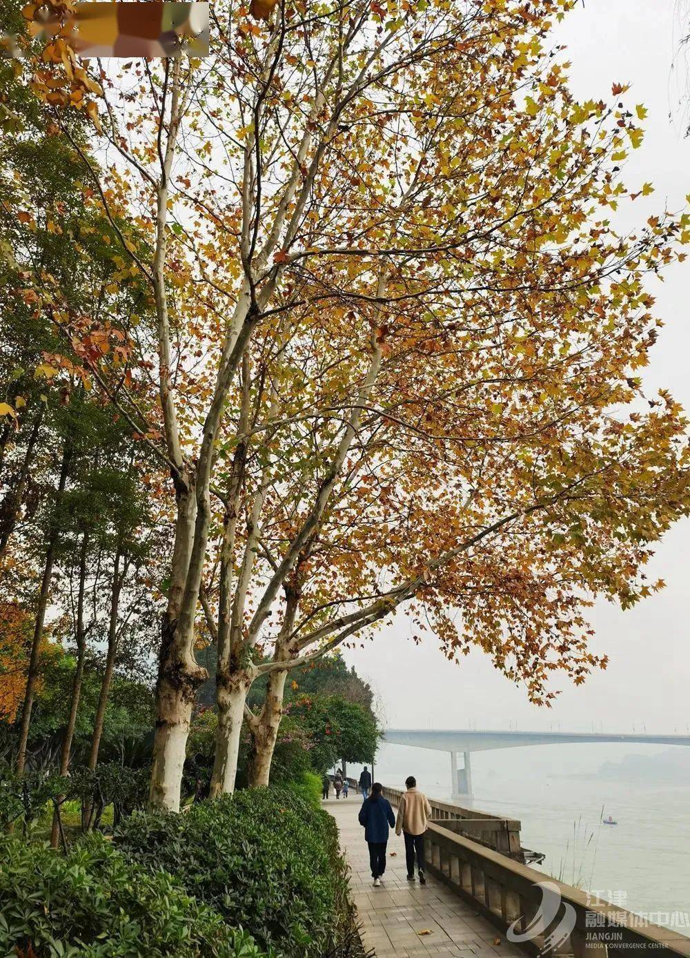 冬日秋景,江津滨江路美!美!美!_银杏_园林_紫薇