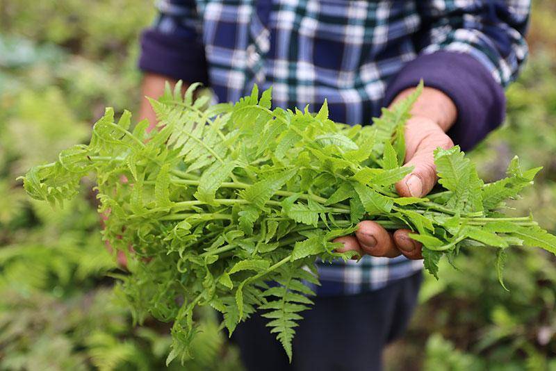 厥菜人工种植图片