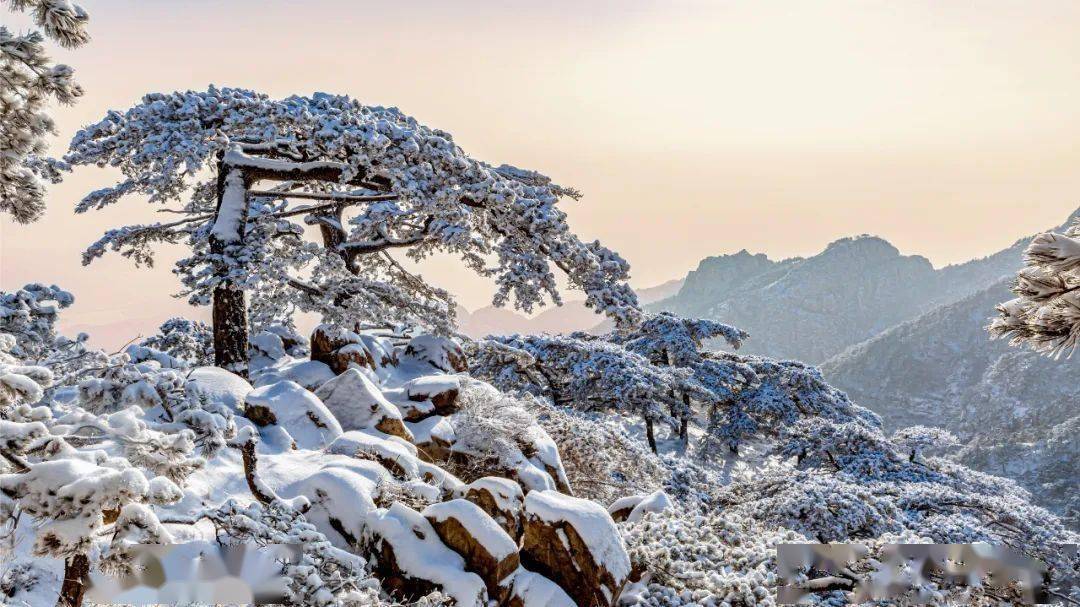 泰山景区守护姊妹松_南天门_管理区_为保护