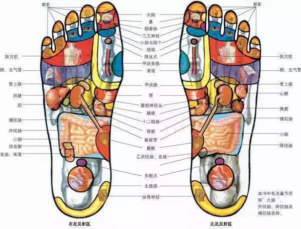 人体全息图，哪里不适按哪里（留着备用）