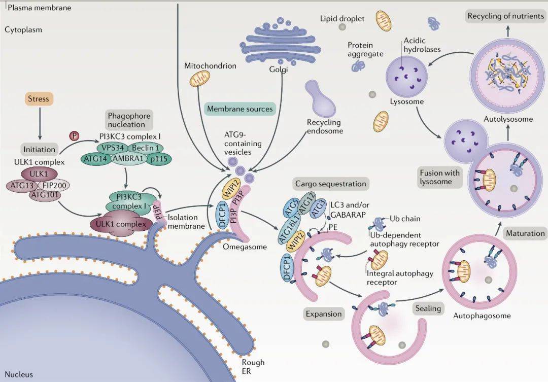 细胞自噬的发现简史及基础知识点_蛋白质_研究_过程