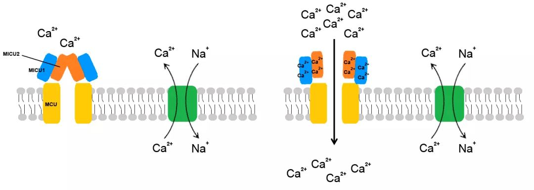 但长此以往,过量的皮质醇就会导致脑前额叶外皮和海马体的神经元的