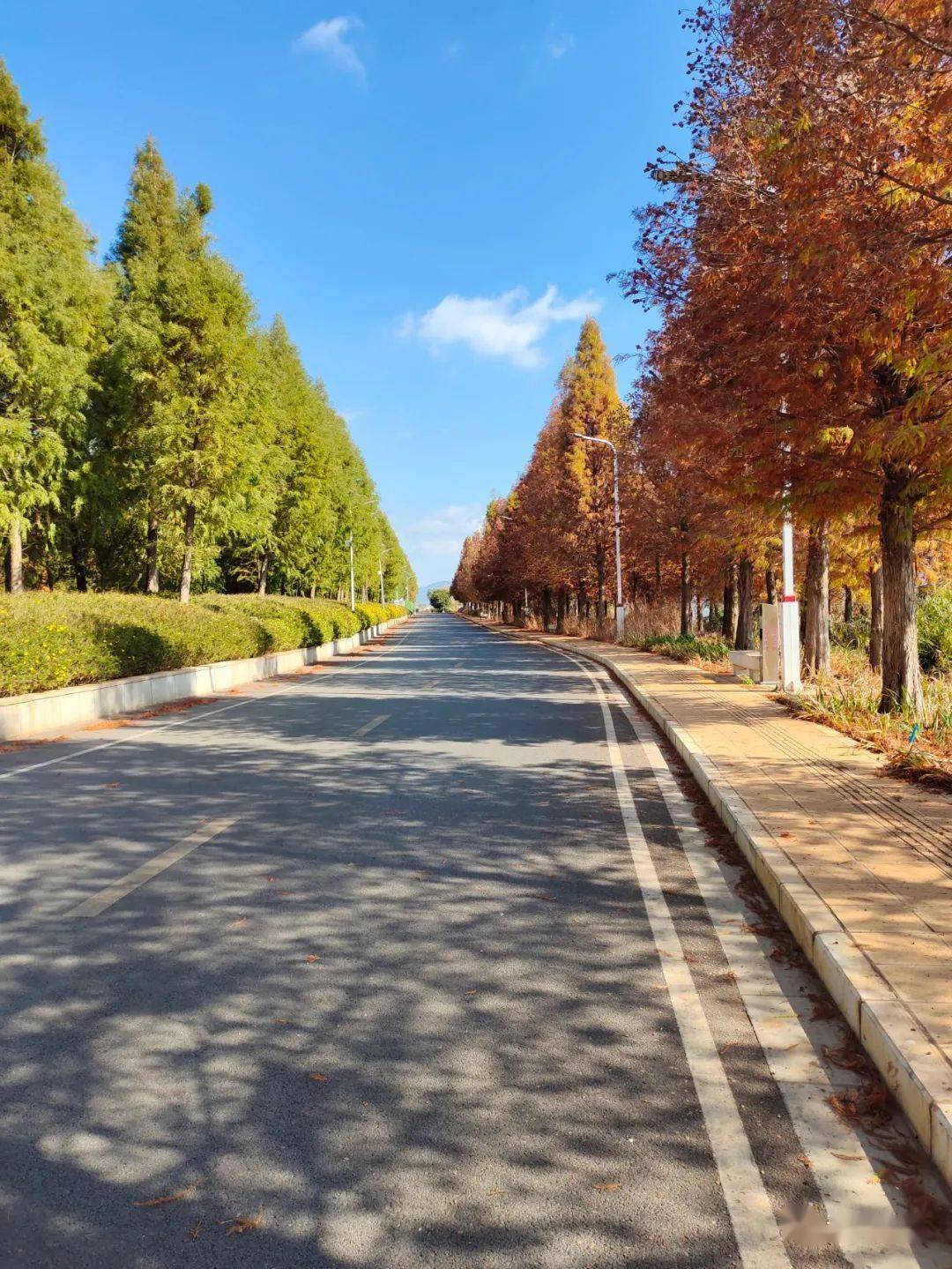 一组壁纸,带你领略江川冬日之美