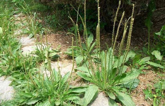 野草大全药用图片