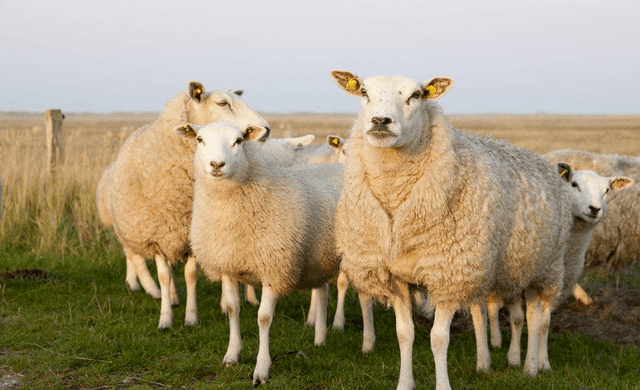 驱虫_营养_羊长