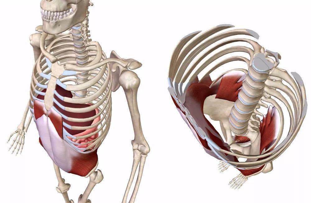 "老师,又要打开胸腔,又要收肋骨,到底怎么做才正确?"_双手_身体_瑜伽