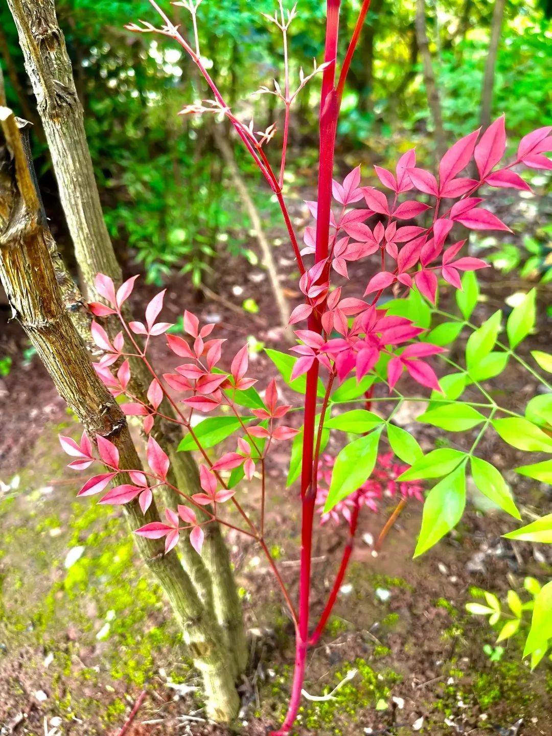 株形优美,红果诱人的南天竹,一定是秋冬花园里的绝色美人