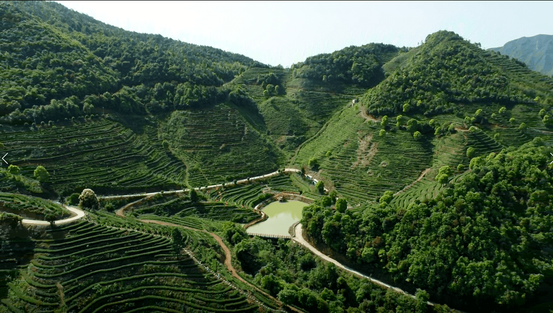 油石鄉清溪村和大小元村,梅水鄉園村村等為上猶高山茶的核心產地