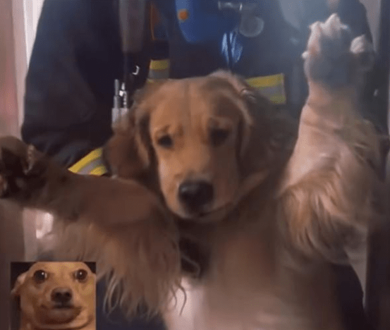 消防员火场拎出一脸生无可恋狗子，让人心疼又觉得很好笑！