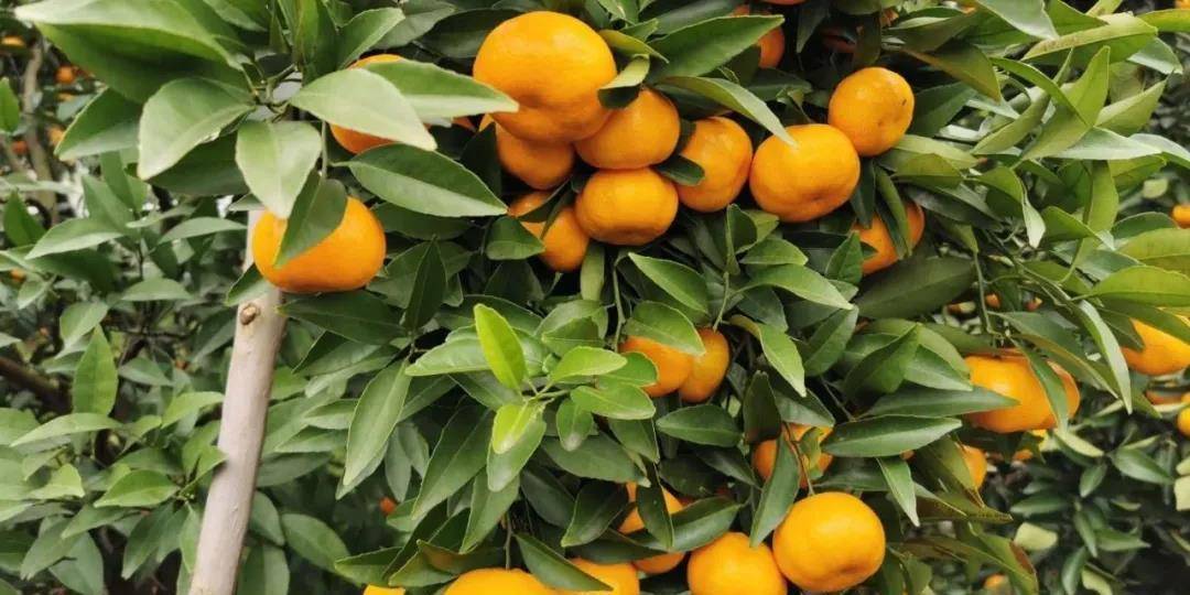 全国宽皮柑橘类品种大盘点,让你知道平时吃的啥品种的柑橘_杂交_区域