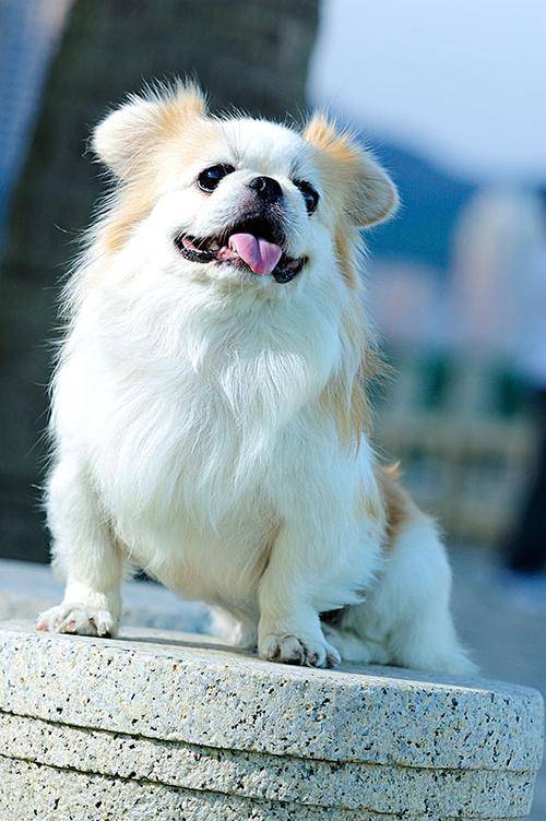 京巴犬的缺点:1,比较难训练京巴犬的智商在国际智商