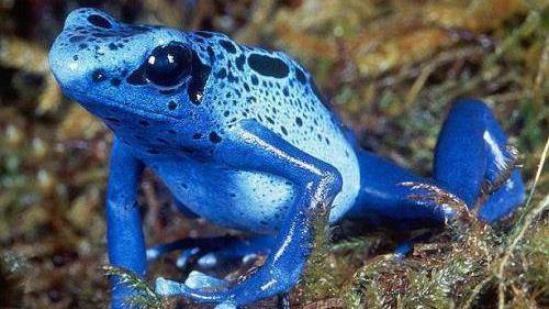 男子到湿地玩耍,发现一只蓝色青蛙,查阅资料后懵了_探险_色泽_生物