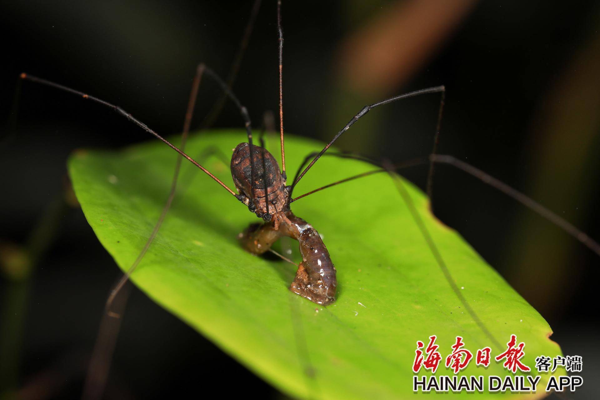 探海南热带雨林生物多样性之美