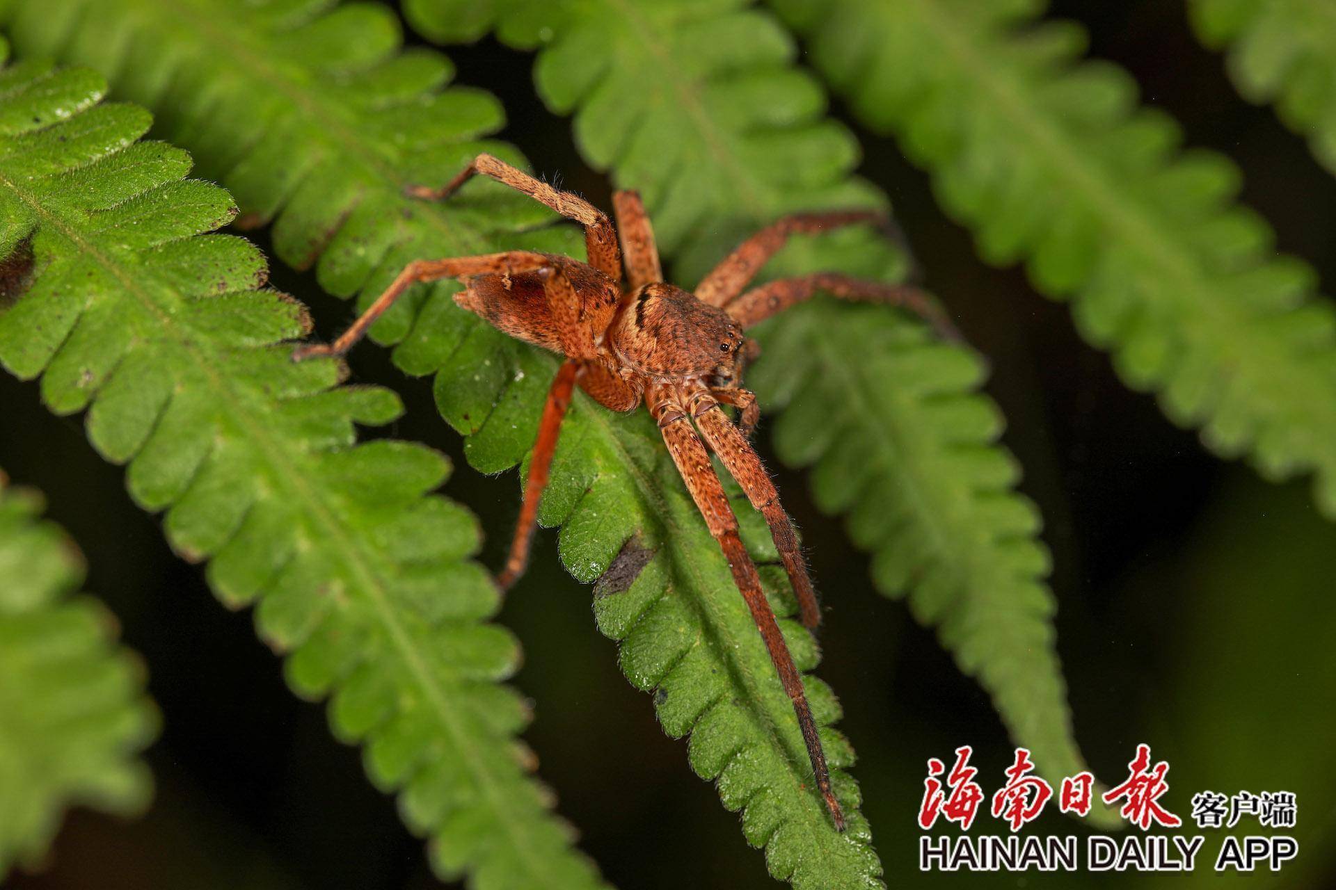 探海南热带雨林生物多样性之美