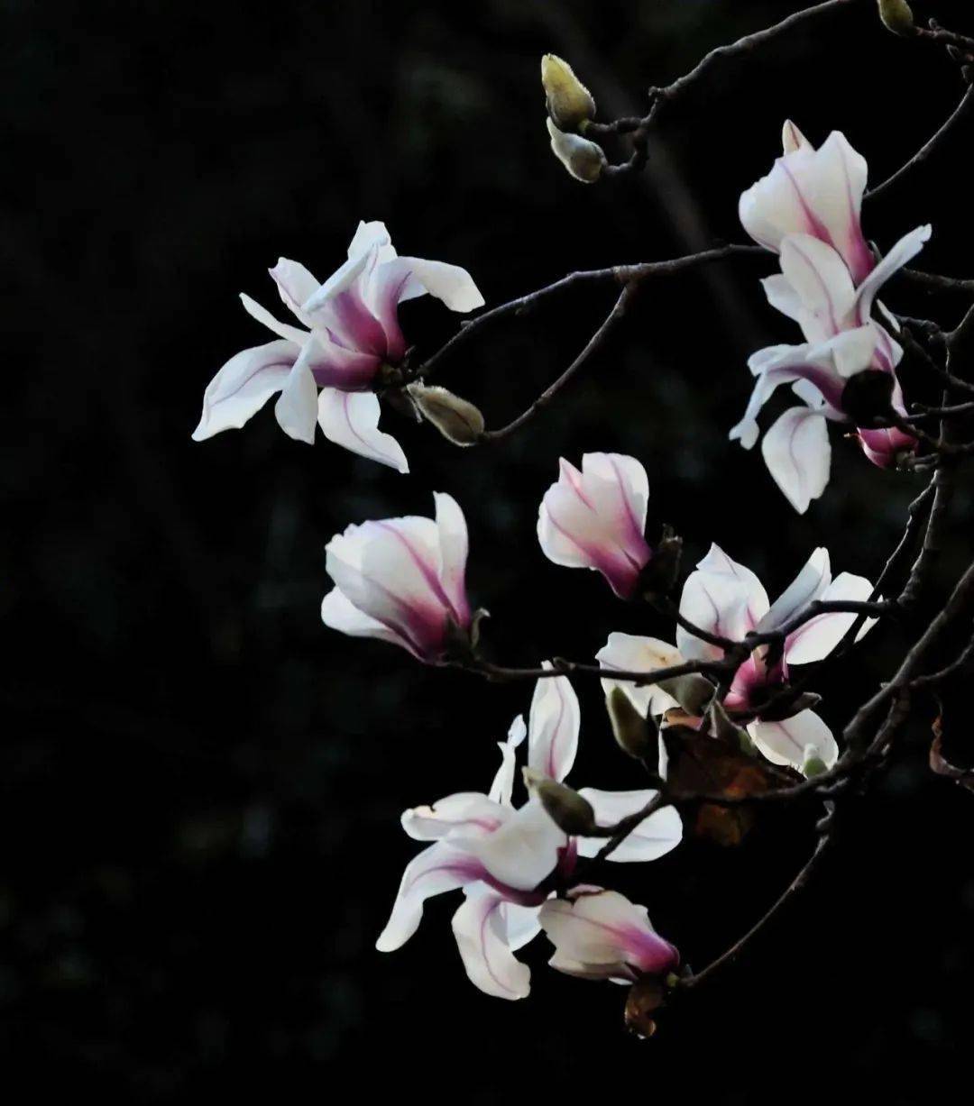 想强打精神奏一支《连珠弄》,却又弹断银色筝弦想弹弹不成.