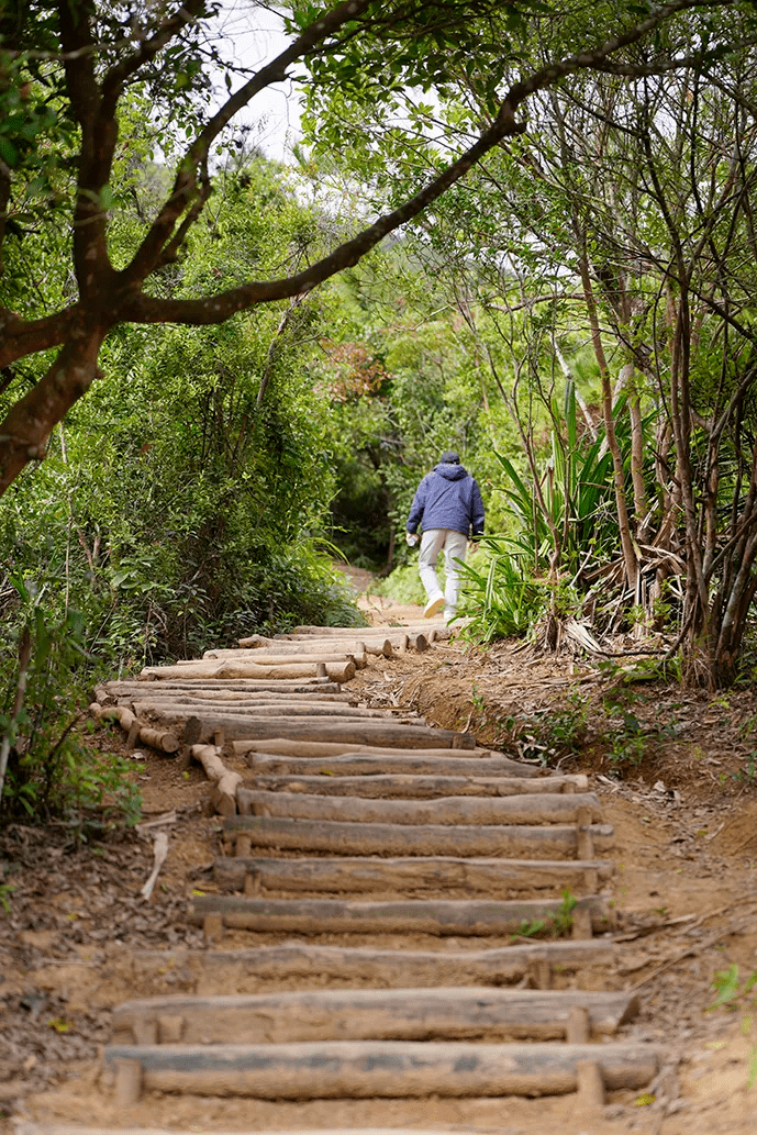 森林秘境,穿越溪谷两岸邂逅各类珍稀动植物观赏深圳最大瀑布群在这里