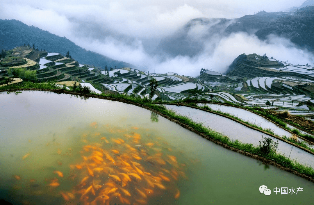 致富经小龙虾_致富经小龙虾_致富经小龙虾