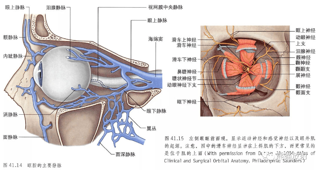 28眼静脉框内分布图29视网膜神经纤维分布图30