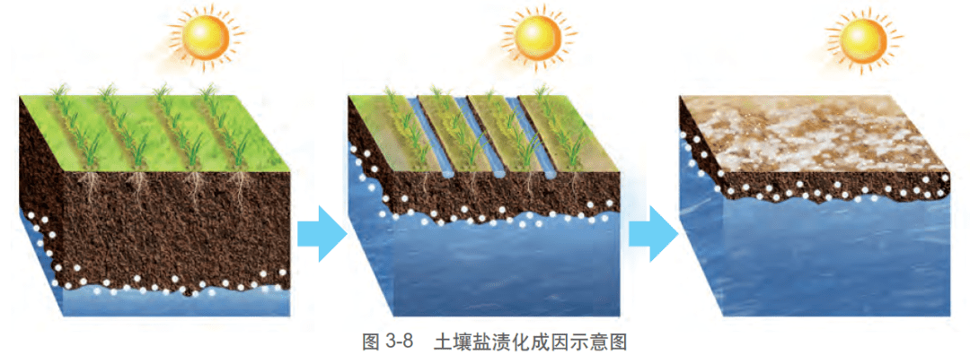 随着地表水分蒸发,地下水中的盐分在土壤中累积,导致土壤盐渍化.