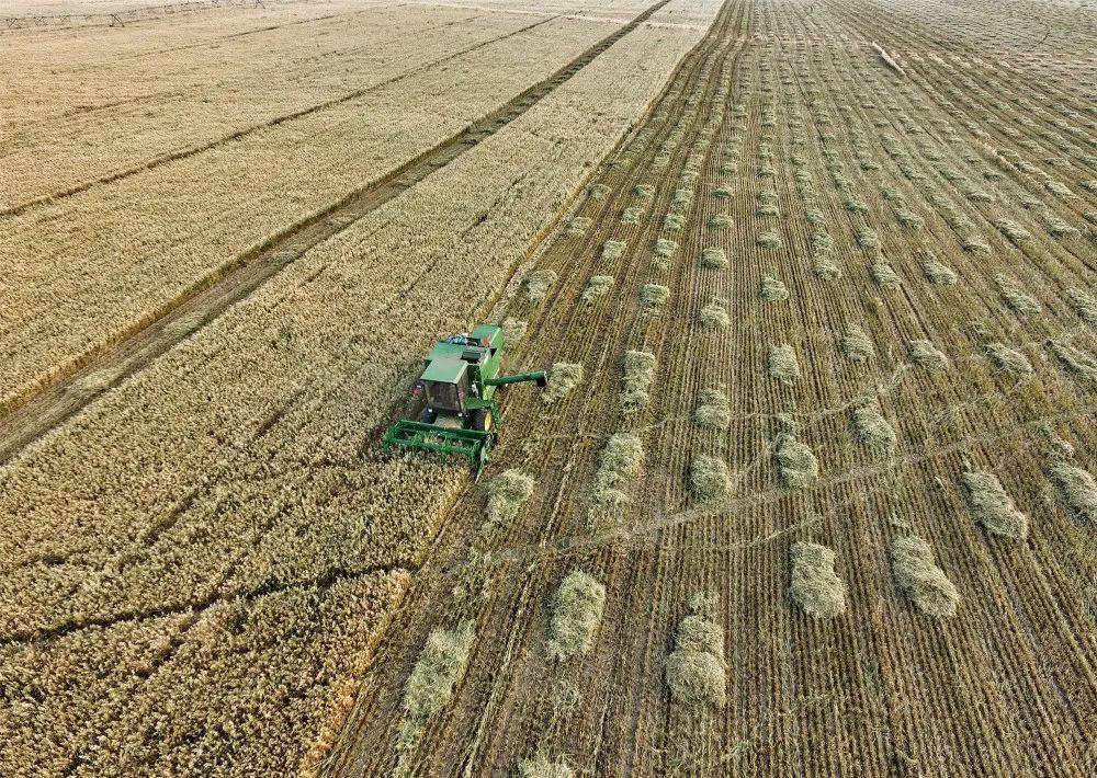 三主粮打造高质量燕麦产业基地,让中国西北崛起一座健康粮仓_种植