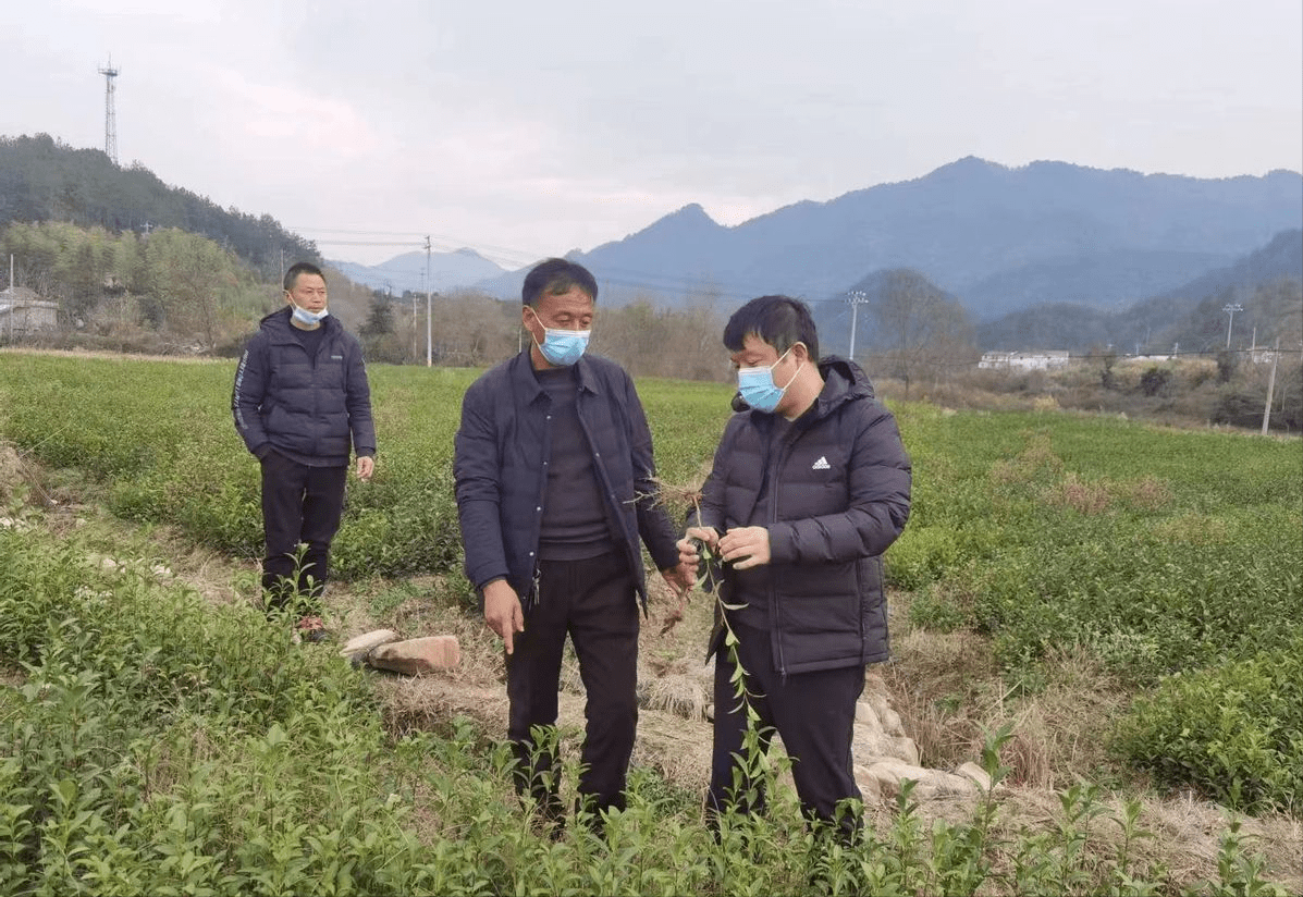 走出去拓视野 引进来促发展——桐柏县吴城镇赴安徽考察学习茶产业