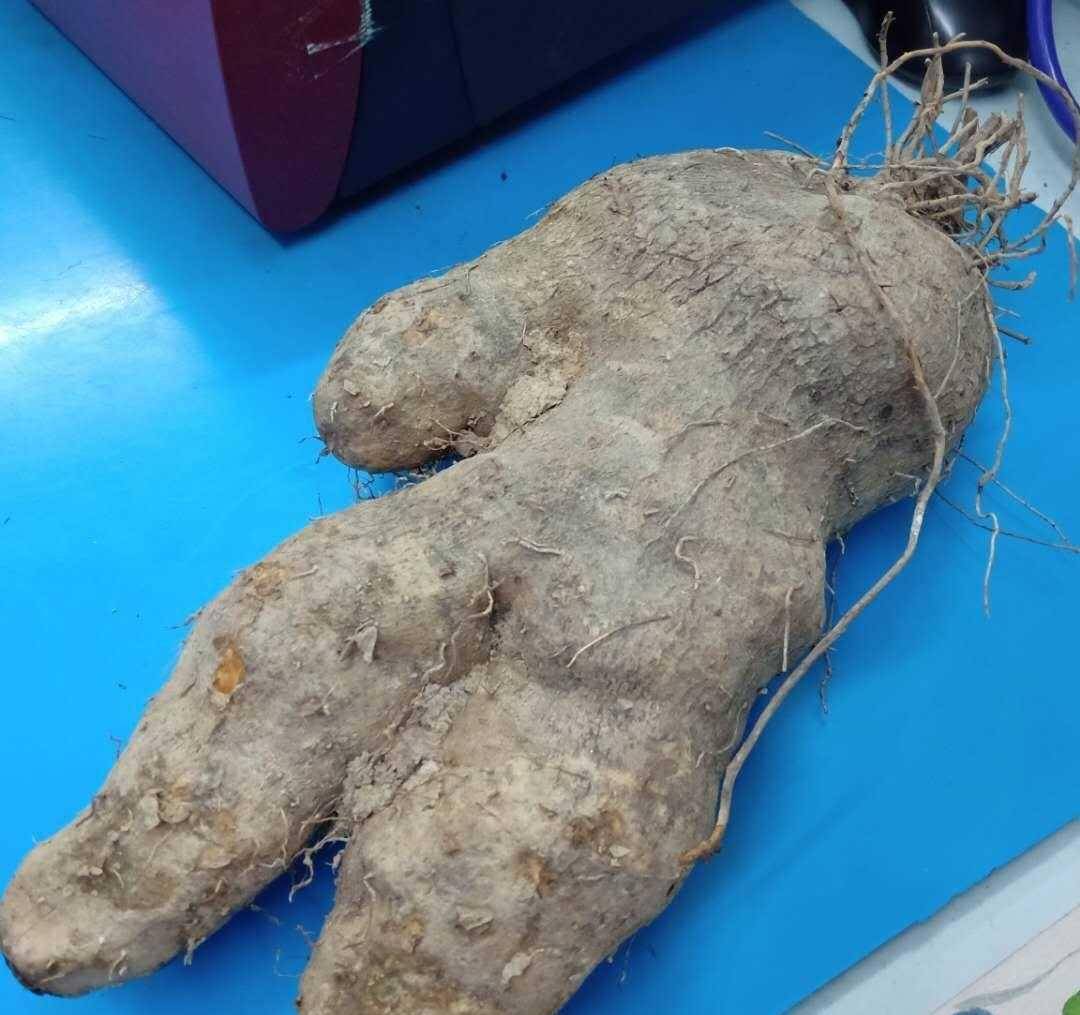 锅饭其实就是煮上一锅番薯,大薯,蕉芋和芋头,有时候里面还会掺有木薯