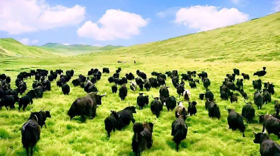 【牦牛说】广泛好评的甘南牦牛肉,到底好在哪里?