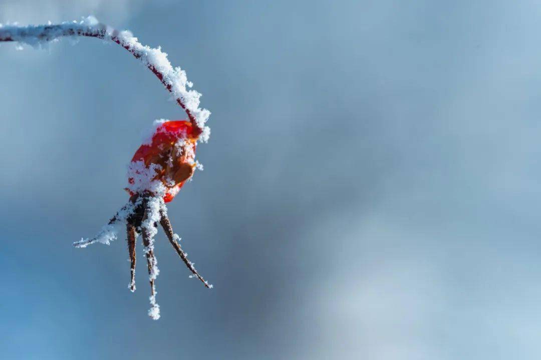 叹为观止_雪花_人间_冬日