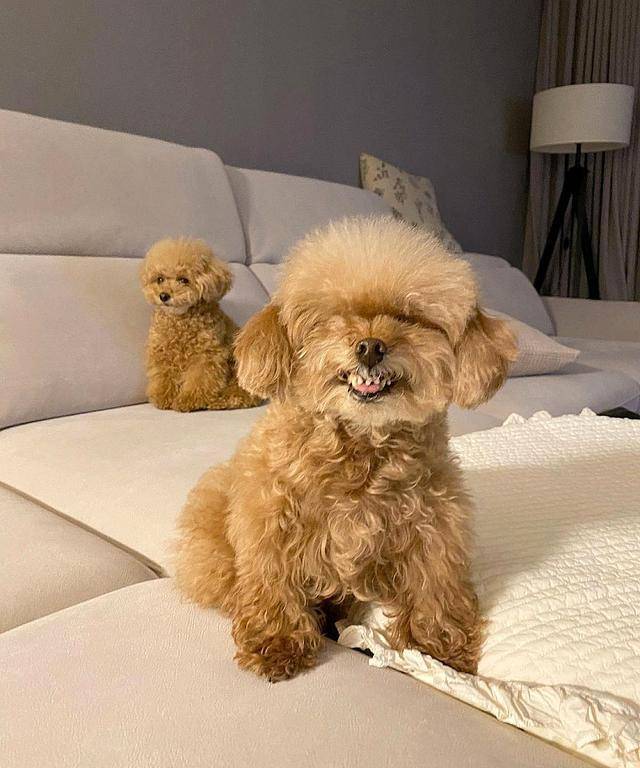 网红贵宾犬乍看没稀奇,一笑就露馅:这也太狰狞了_miso_表情_主人