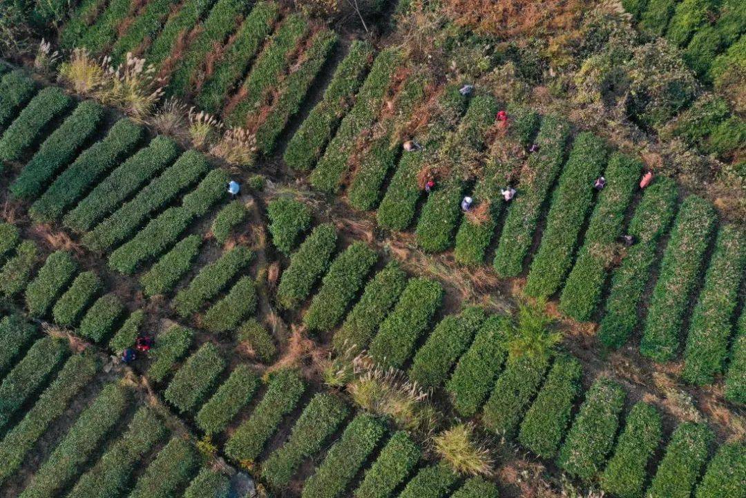 分水镇:冬日茶园管护忙_社区_茶叶_务川县