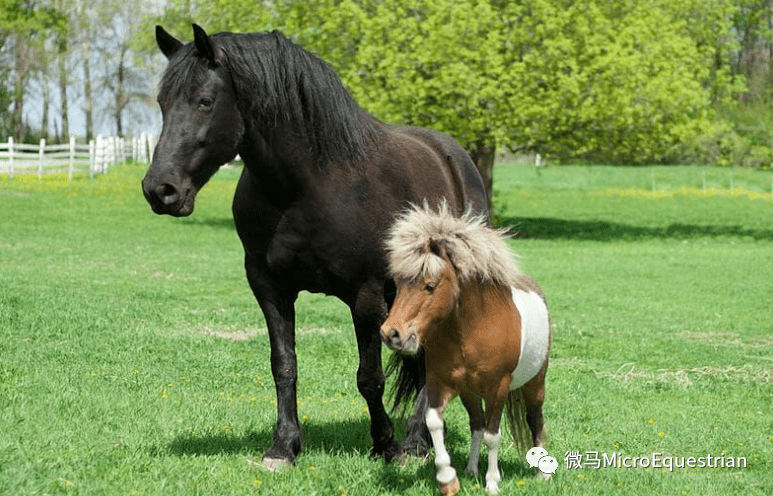 不是个子矮的马就叫pony~实际上这有点复杂……_horse_差异_比例