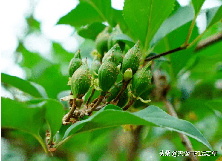 它是一抹金黄,药中之翘楚,疮家之圣药,防治新冠的中流砥柱_连翘_药材