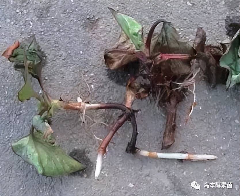 鱼腥草根腐病严重,大面积死亡怎么办?_种植_酵素_病害