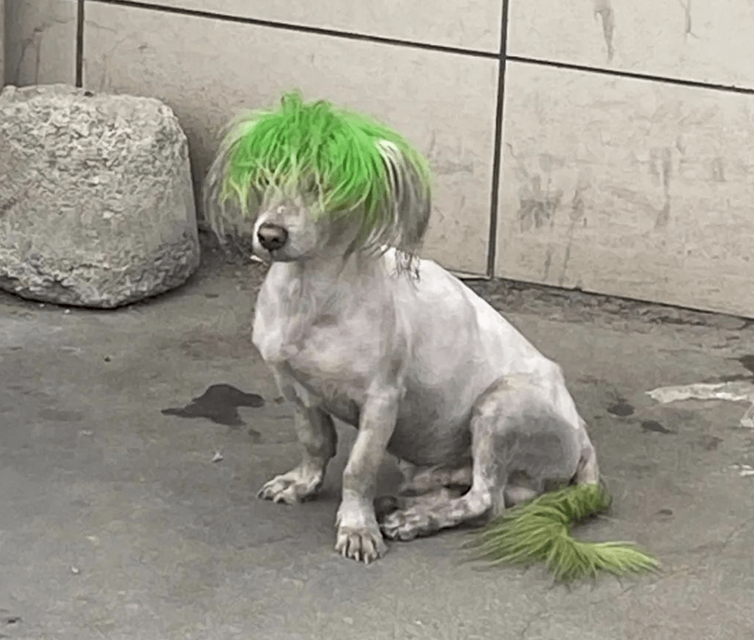 非主流绿毛狗在网上走红,可弄清楚它的故事后,网友都笑喷了!