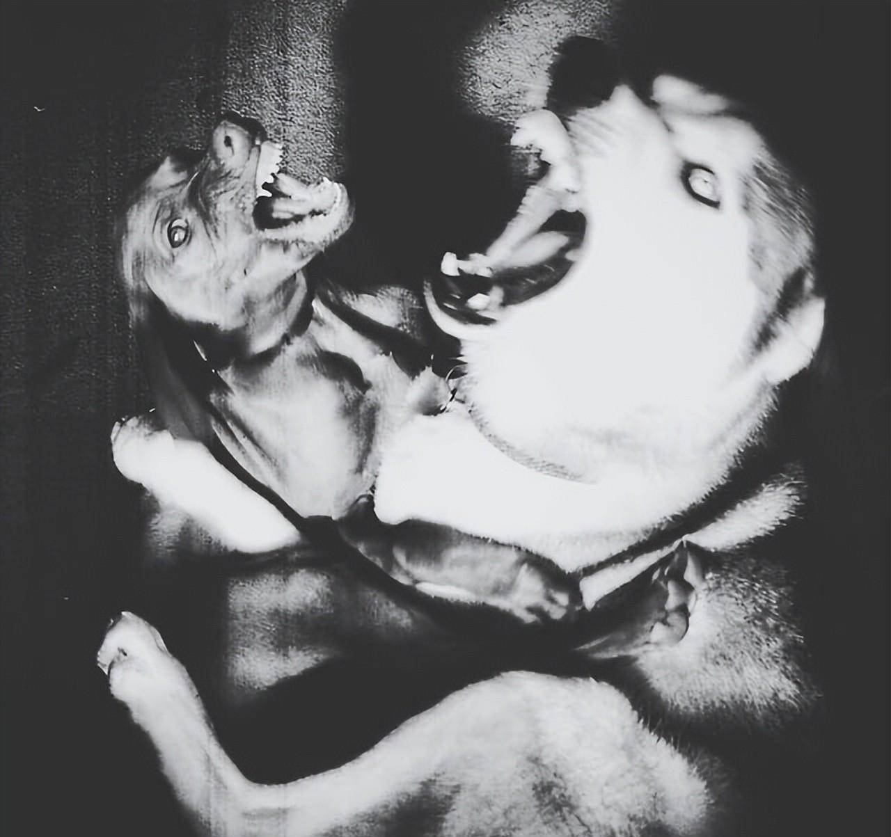 想象一下在野外偶然发现这个燕尾蝶的虫鳗鱼从海底钻出.