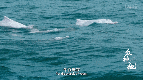 9部国产纪录片，领略不同视角下的国家宝藏插图22