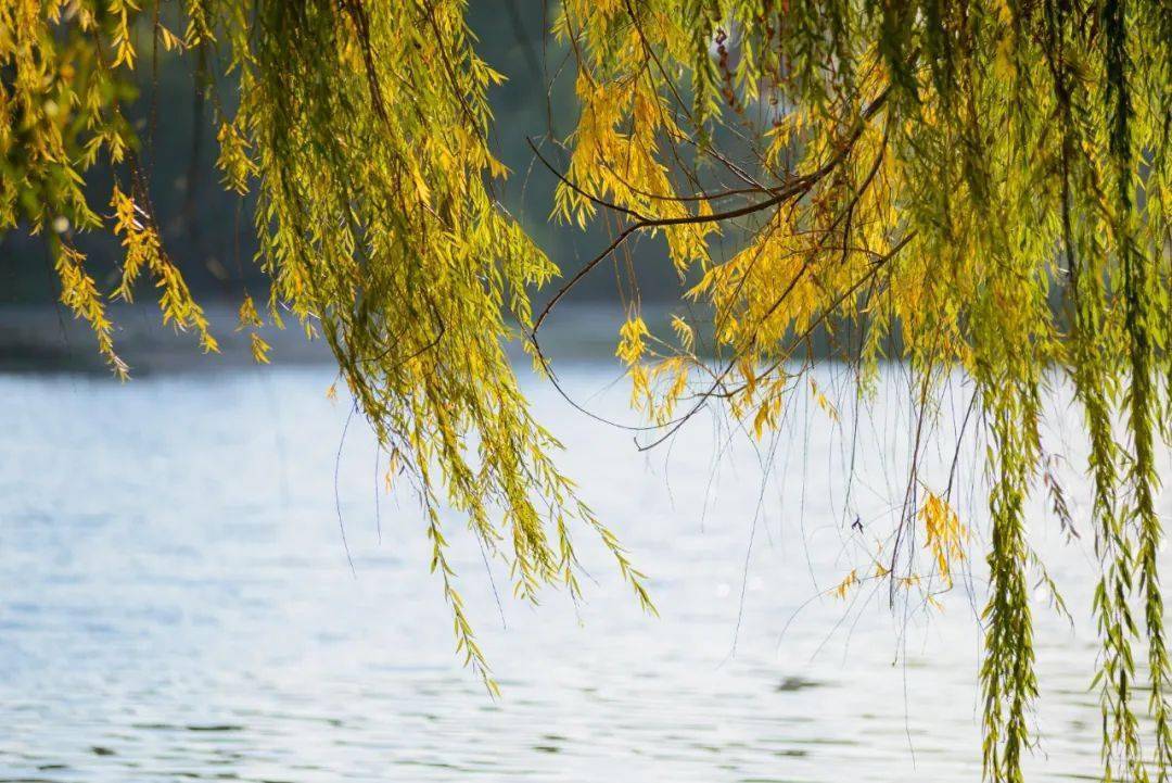 每日背诗 | 冬柳_柳树_赏析_寒鸥