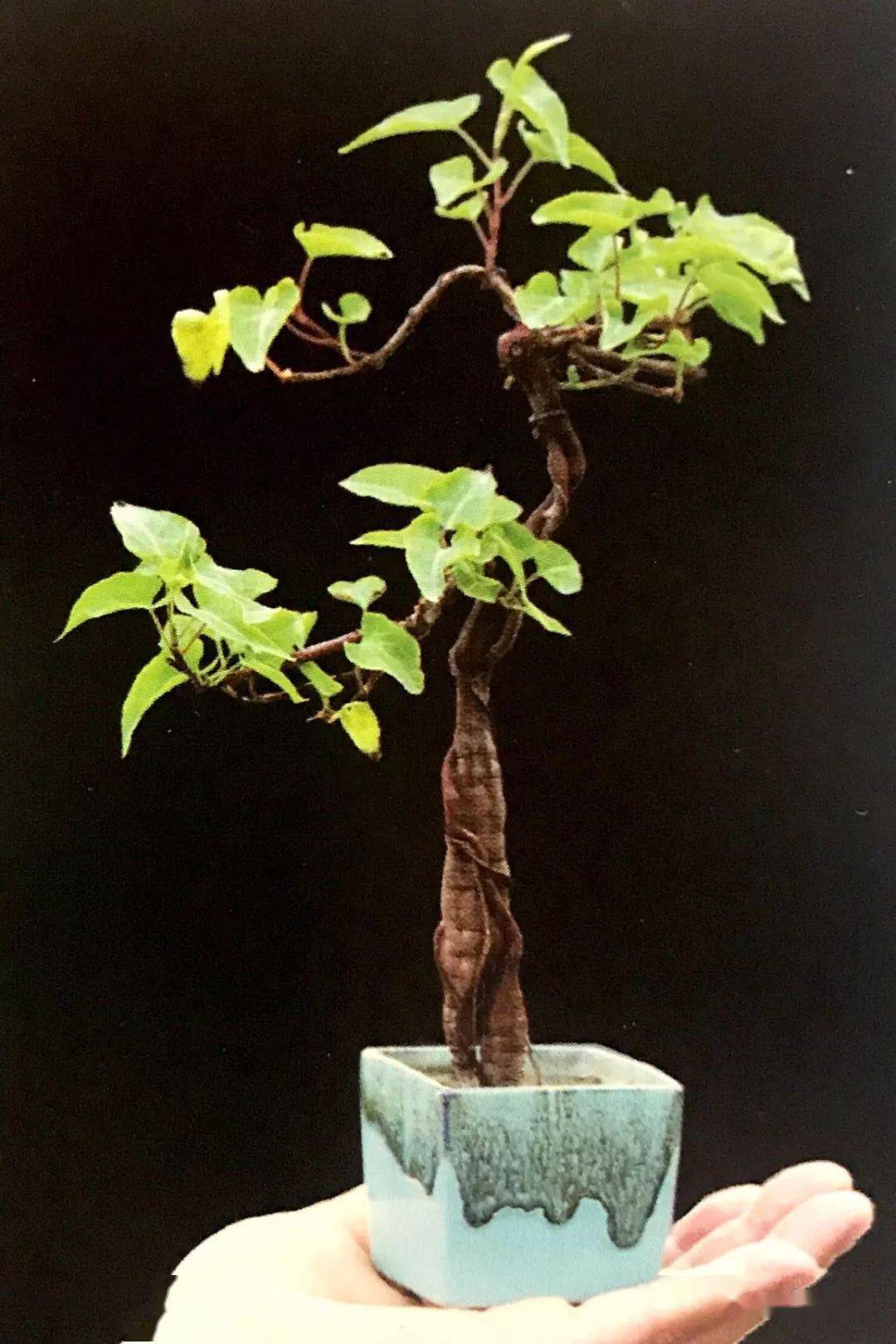 花市里引数人围观鉴赏的何首乌盆景,究竟是如何制作的?