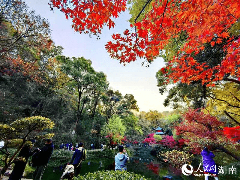 长沙：爱晚亭旁好“枫”景 霜叶红于二月花