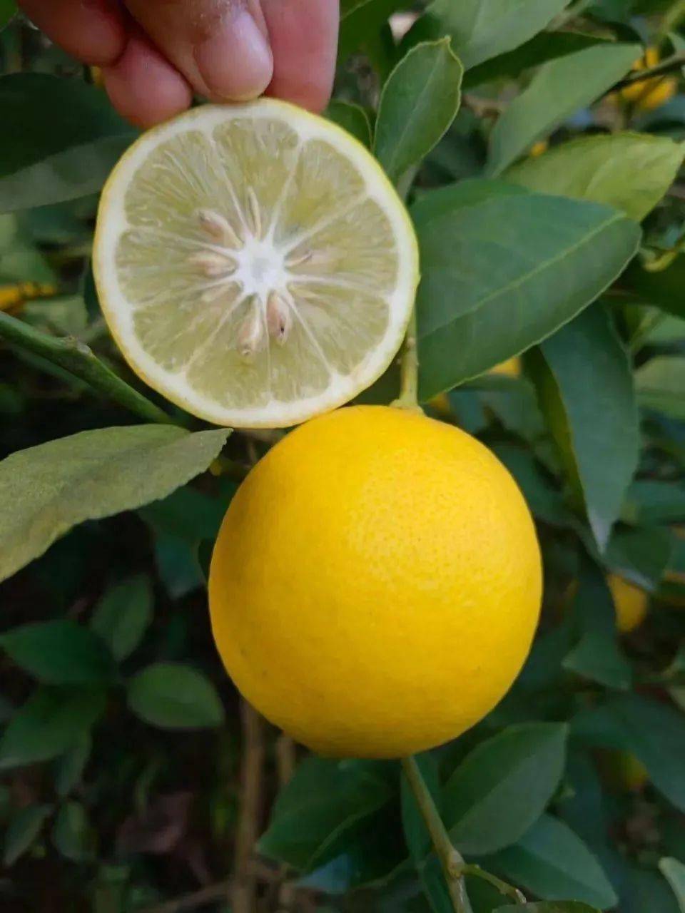 【维生素之王·万州黄柠檬大果5斤·产地直发】32.