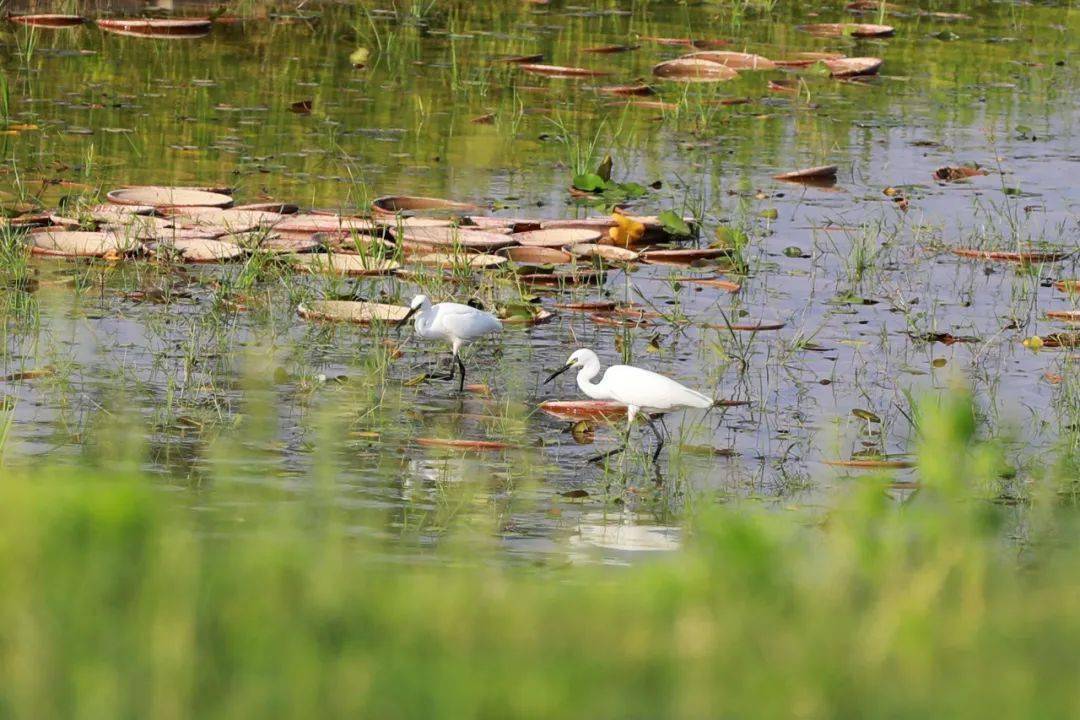 馬家河溼地位於黑崗口調蓄水庫下游.