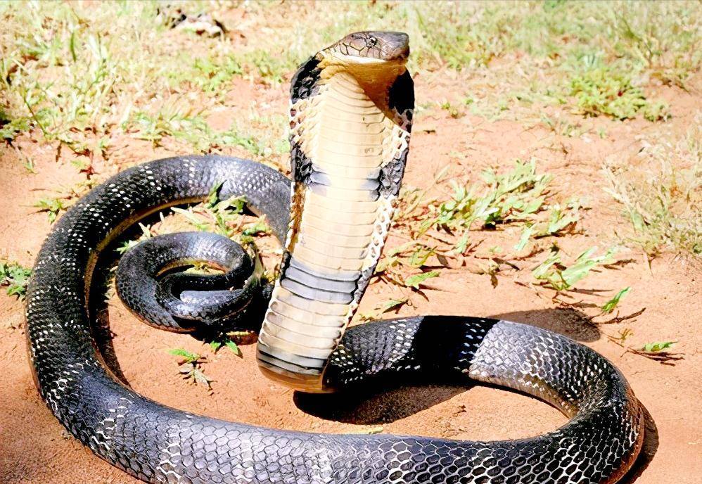 眼镜王蛇:吃蛇,注射毒液,筑巢孵卵,作为蛇类王者果然与众不同_猎物