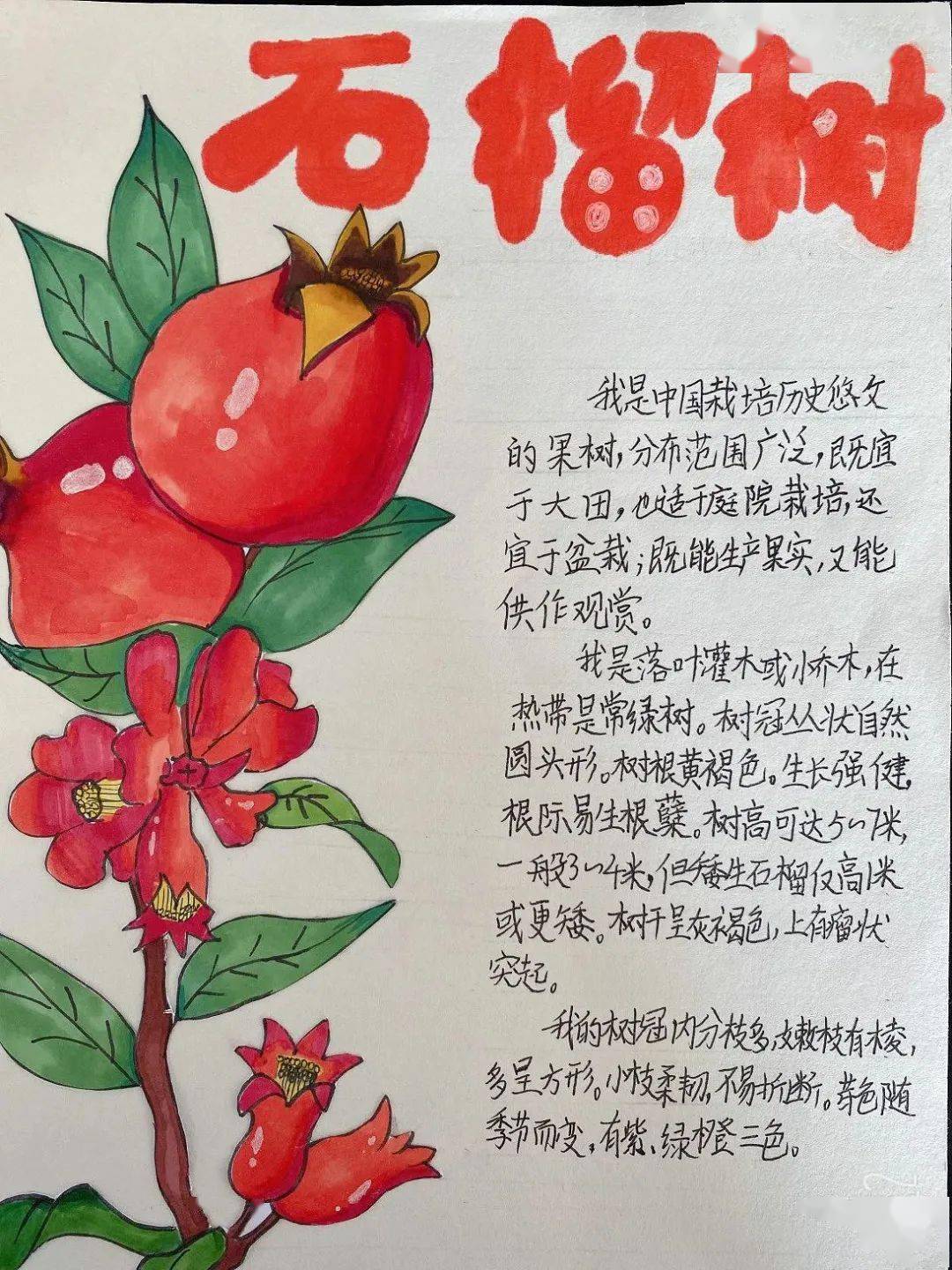 小学生关于植物的海报图片