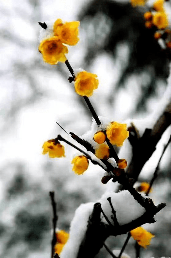 黄腊梅胜过桃红锦绣天.鹅黄点点含春意,风嘶海啸力如弦.