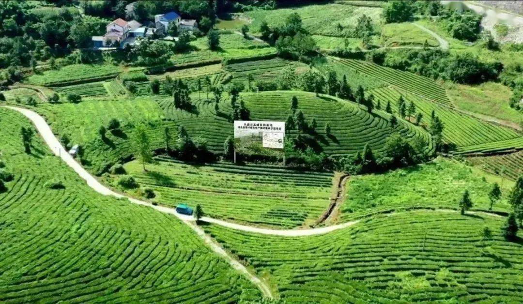 中国砖茶之乡图片